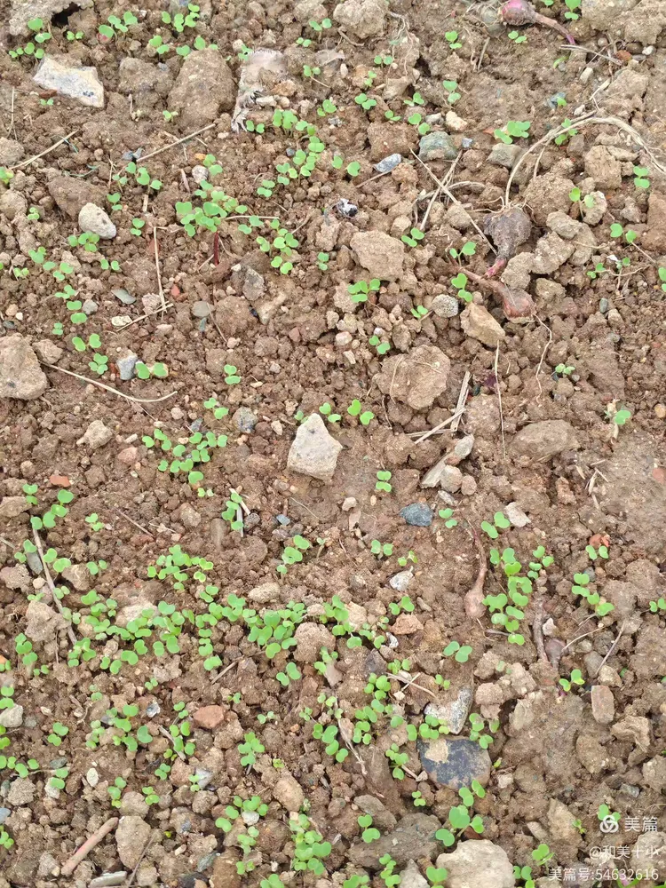 吾园有苗初长成